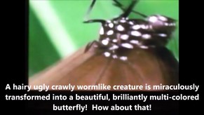 A Metamorphosis