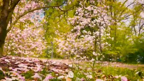 A Garden of Healing