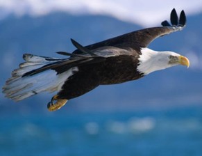 Soar Like Eagles