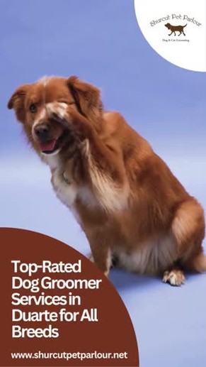 Top-Rated Dog Groomer Services in Duarte for All Breeds