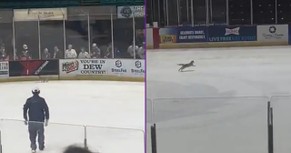  Ice Cat Runs Around Hockey Rink