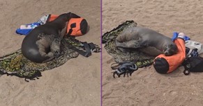  This Sea Lion Knows a Thing or Two About Comfort