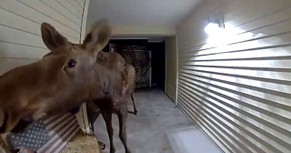Curious Moose Stops by the Front Door