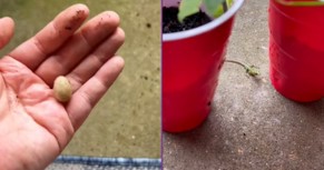 Priceless Reaction to a Lizard Hatching
