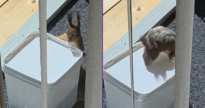 Clever Squirrel Opens Peanut Jar