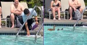 These Baby Ducks Get a Little Help—and It’s Absolutely Adorable
