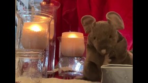 Adventures with Scout the Mouse: Joy & Peace #kids #scripture #puppets #joy #positive