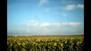 Flowers of the Son