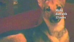 In Memorian: My Dogs-A Song For You