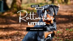 Rottweiler Puppies for sale in Washington