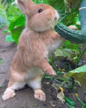 Animal like food