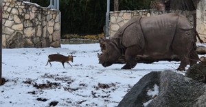  Tiny Deer Charges Unbothered Rhino