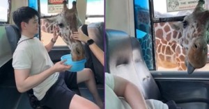  Giraffes Spark Chaos as They Reach Inside Safari Park Bus