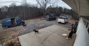  Pack of Cattle Dogs Excited to See Delivery Guy