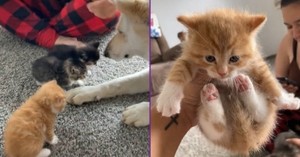 Kitten Scrunches And Air Biscuits