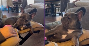 Spoiled Frenchie Dog Uses Button for Foot Rubs