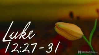 3 Words in, and This Version of Luke 12 Brought Me Peace!