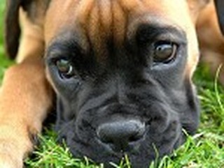 Cute Puppy Lies in the Grass