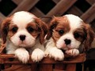 Two Cute Puppies in a Basket