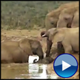 Elephants Rescue a Trapped and Drowning Baby Elephant