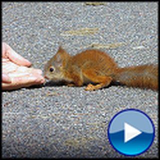 Baby Squirrel Gets Help from an Unlikely Place