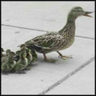 Ducklings in Need Receive an Awesome Act of Kindness