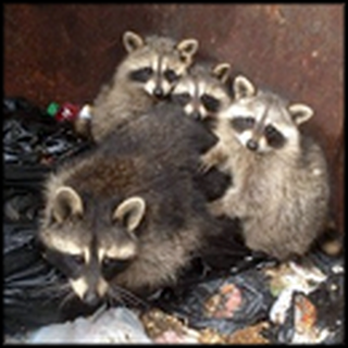 This Raccoon Rescue Will Restore Your Faith in Humanity