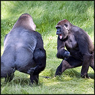 Amazing Heartwarming Reunion of Two Gorilla Brothers