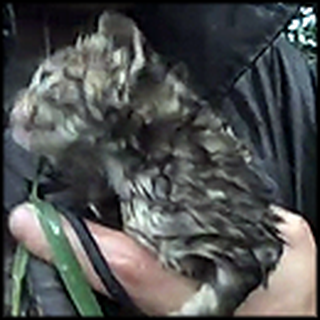 Man Saves Kittens Crying Out for Help During a Storm