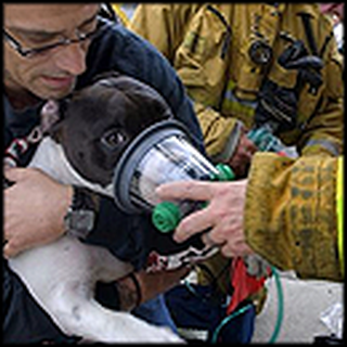 How Firefighters Saved the Lives of 2 Pets