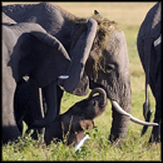 Herd of Elephants Lovingly Protect One Mother to Be