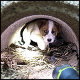 3 Orphaned Puppies Get an Emotional Rescue