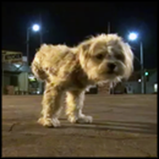 Abused Three Legged Dog Gets Saved by a Guardian Angel