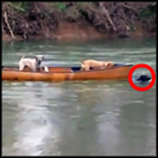 Brave Dog Rescues his Doggy Friends in a Runaway Canoe