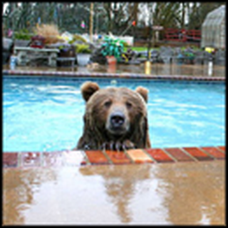 An Amazing Friendship Between a Man and His Bear