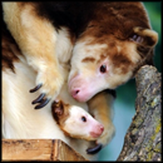 The Cutest Animal You've Never Seen Before - a Tree Kangaroo