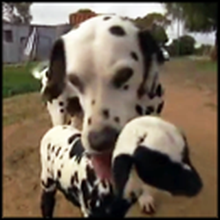 Dalmatian Adopts Orphan Lamb - and the Lamb Starts Growing Spots