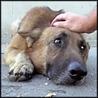 Homeless Frightened Dog Gets Rescued From Los Angeles River