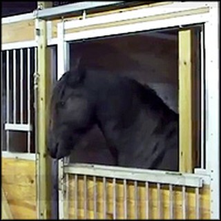 Smart Horse Helps His Pals Escape From a Stable