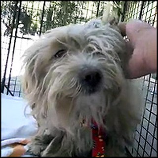 Terrified Homeless Dog with Horribly Matted Fur Gets a Happy Ending