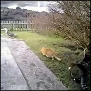 Kind Cat Protects a Duck From Being Hunted by His Friend