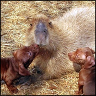 Capybara Adopts a Litter of Abandoned Puppies