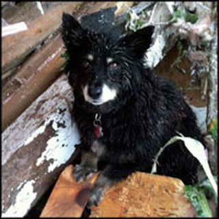 Dog Lost During Violent Oklahoma Tornadoes Miraculously Reunites with Owner 