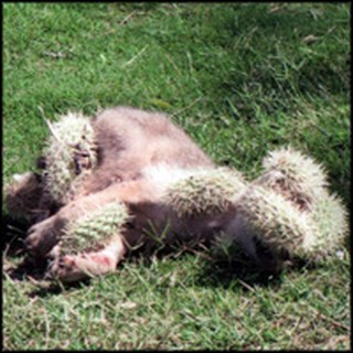 Coyote Pup Covered in Painful Cactus Spines Gets a Heartwarming Rescue