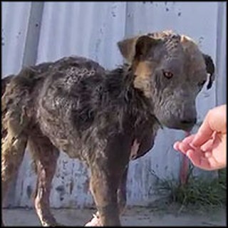 Homeless Dog Dying of a Bacterial Infection Gets Rescued by an Angel