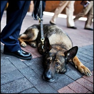 Police Dog Sacrificed His Teeth to Save Handler