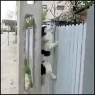 Mission Impawsible Dog Does Something Crazy to Escape