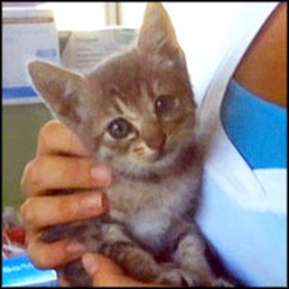 Kitten Survives the Unsurvivable... a 1,000 Mile Journey in Car Engine.