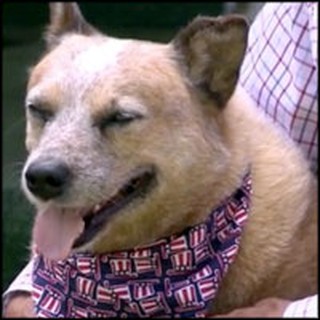 Farm Dog Saves Elderly Owner From Vicious Mauling