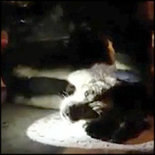 Heroic Firefighter Revives a Lifeless Dog with CPR